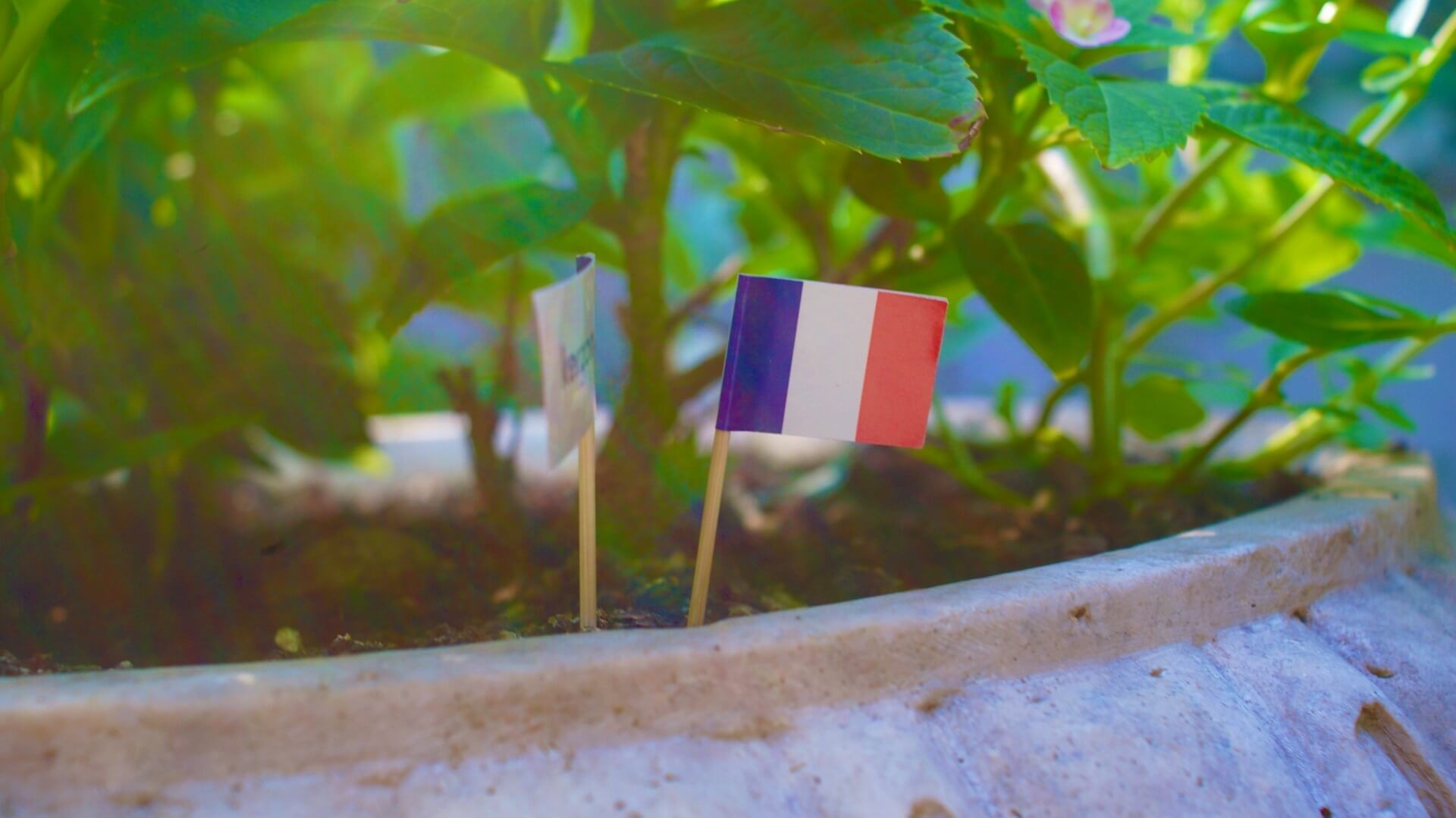 french flag
