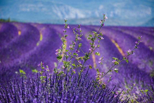 lavender fields south of France